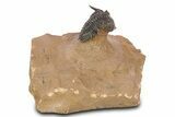 Impressive Metacanthina Trilobite - Lghaft, Morocco #382868-2